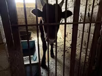 Lembu jantan, Simmental cattle — foto 2