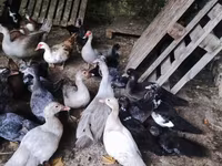 Ducks — foto 2