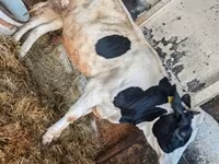 Kuh, Russian Black pied cattle — Foto 1