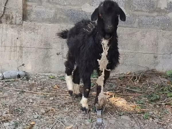 Billy Goat, Goats — Kyrgyzstan