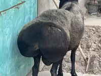 Berbec, Hissar sheep — foto 7