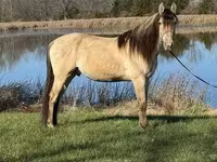 Faras, Rocky Mountain Horse — sawirka 3