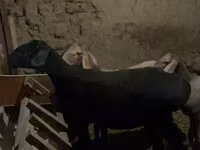Ovca, Arashan sheep — fotografija 2
