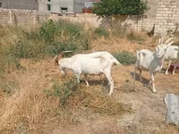 Capră, Saanen goat — foto 7