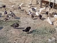 Ducks — fotografija 5