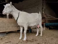 بز ماده, Saanen goat — عکس 1