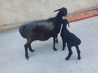 በጎች (ቡድን፣ ጾታ አልተጠቀሰም), Sheep — ፎቶ 7