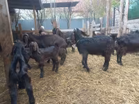 Capra, Damask goat — foto 5