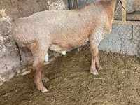 Ovan, Arashan sheep — fotografija 4