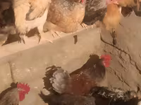 Chickens — foto 1