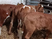 Lembu jantan, Cattle — foto 1
