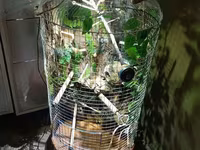 Unikal şaquli terrarium/volyer – dekorativ ağac gövdəsi və təbii — foto 5
