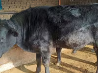 Ng'ombe dume, Aberdeen – Angus — picha 4