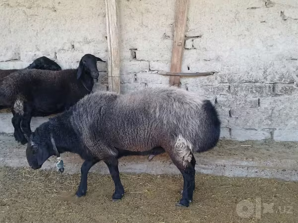 Қӯчқор, Edilbay sheep