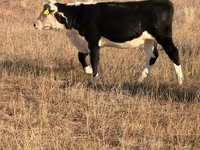 Корова, Simmental cattle — фото 2