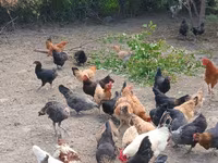 Chickens — عکس 4