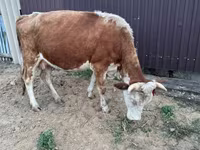 İnek, Simmental cattle — foto 2