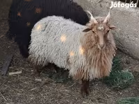 میش, Racka sheep — عکس 3