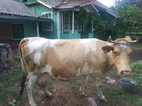 Vacă, Simmental cattle — foto 1