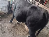 ላም, Russian Black pied cattle — ፎቶ 2