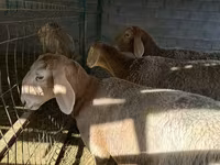 Kambing betina, Arashan sheep — foto 5
