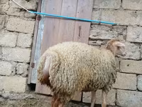 میش, گوسفند — عکس 4