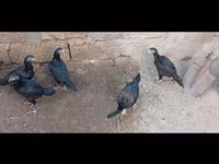 Guinea fowl — 사진 3