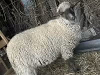 Owca, White Suffolk sheep — zdjęcie 2