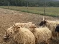 雄羊, Racka sheep — 写真 3