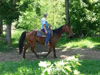 雄馬, Standardbred — 写真 7