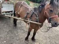 Cavallo, Cavalli — foto 4