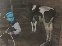 Vacă, Rasa Holstein — foto 2