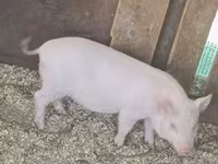 Boar, Pigs — photo 3