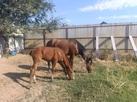 Էգ ձի, Thoroughbred horse — լուսանկար 2