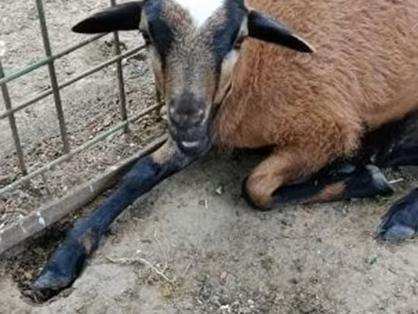 Oaie, Cameroon sheep