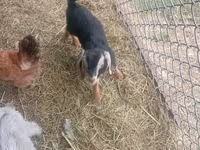 بز نر, Nubian Goat — عکس 3