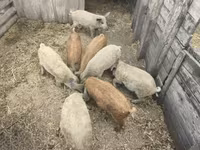 ሴት አሣማ — ፎቶ 2