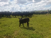 Vacă, Aberdeen-Angus — foto 2