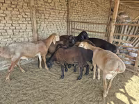Kambing jantan, Arashan sheep — foto 2
