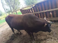 Banteng, Cattle — foto 4