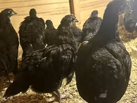 Australian Pit Game fowl — sawirka 5