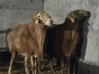 公羊, Edilbay sheep — 照片 3