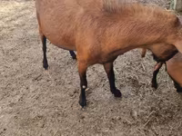 بز نر, Alpine goat — عکس 4