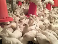 Chickens — foto 7