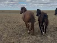 Kobyła, Kazakh horse — zdjęcie 1