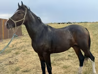 Cavalo, Orlov Trotter — foto 6