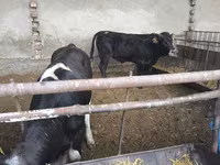 Toro, Karaku — foto 3