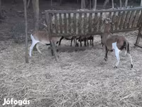 Baran, Cameroon sheep — zdjęcie 1