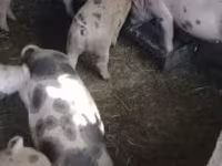 Babi betina, Дюрок — foto 5