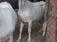 بز ماده, بز — عکس 2